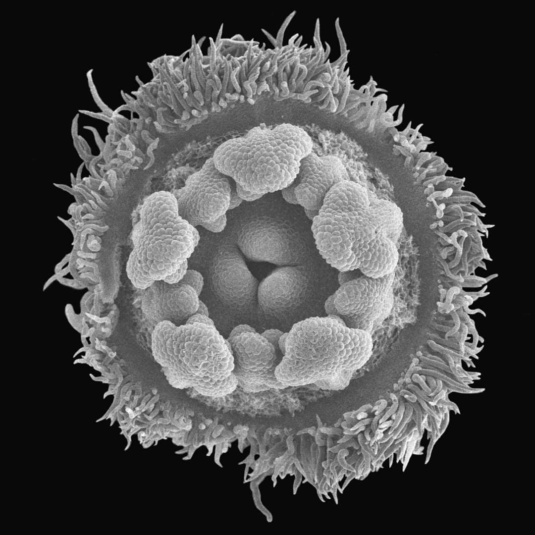 SEM image of a flower