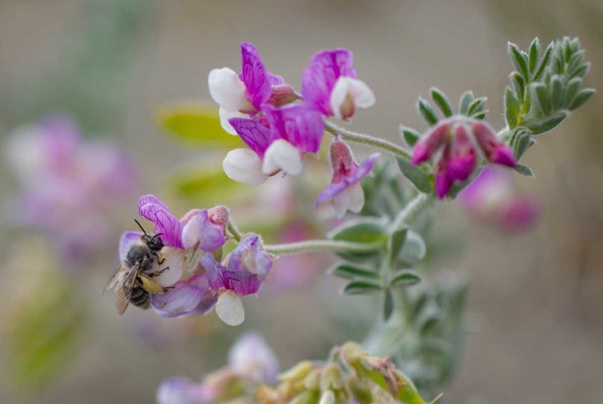 Silver bee (Habropoda miserabilist) pollinating silky beach pea (Lathyrus littoralis)