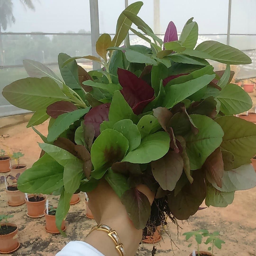 Amaranthus tricolor: eat your greens (and reds and purples)