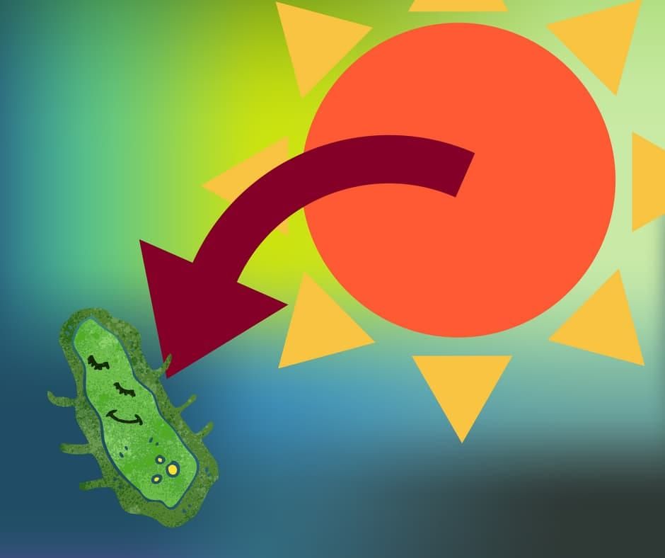 New form of photosynthesis that’s above par