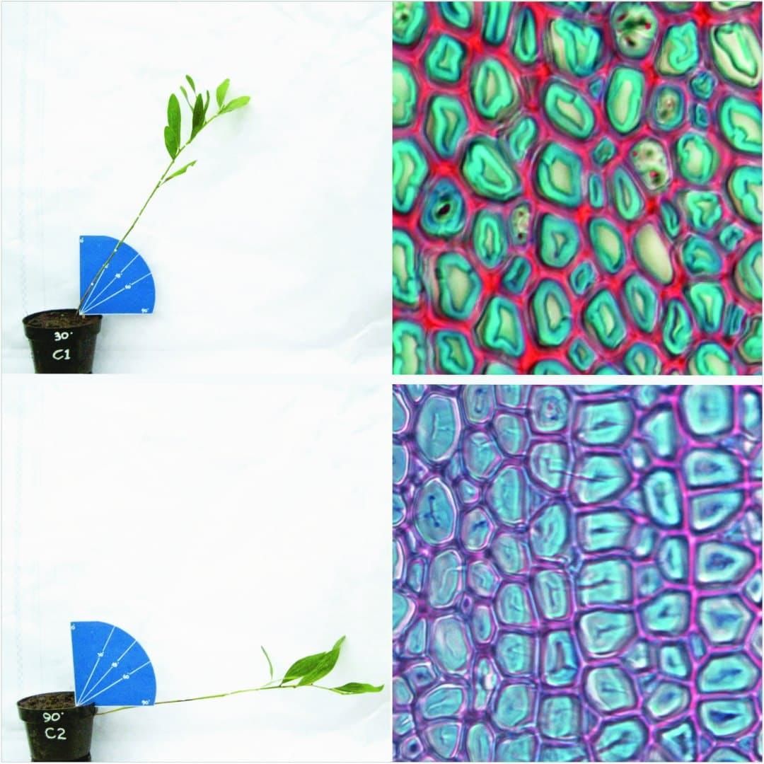 Tree seedlings tipped at various angles