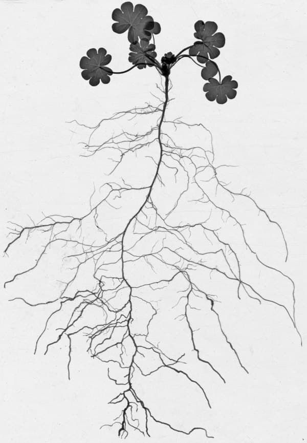 A root system