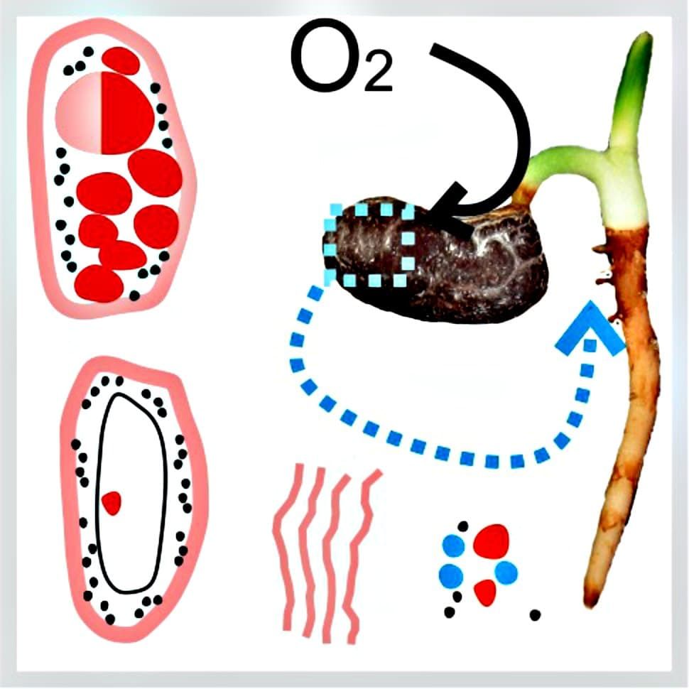 A conceptual diagram of the processes studied