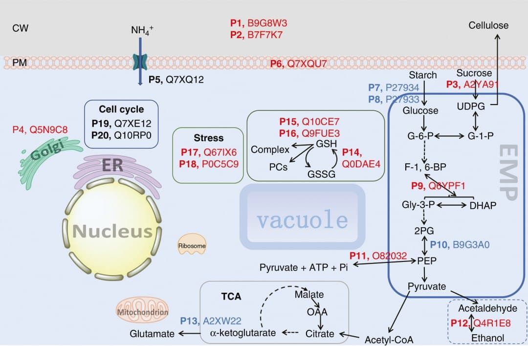 Schematic illustrating the influence of Si on intracellular biochemical pathways in suspension cells of rice.