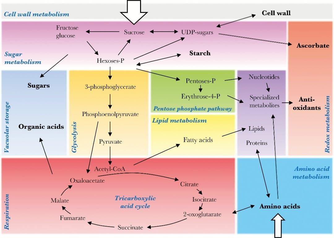 Metabolism diagram