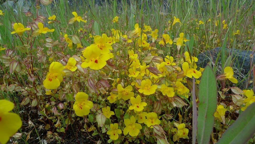 Seep monkeyflower, Mimulus guttatus