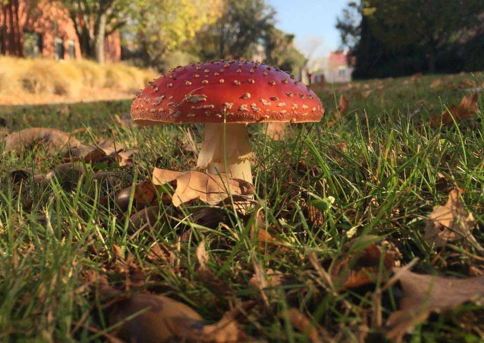 The fungus Amanita muscaria, one of the species in this study