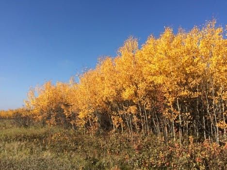 Aspen stand used in this study