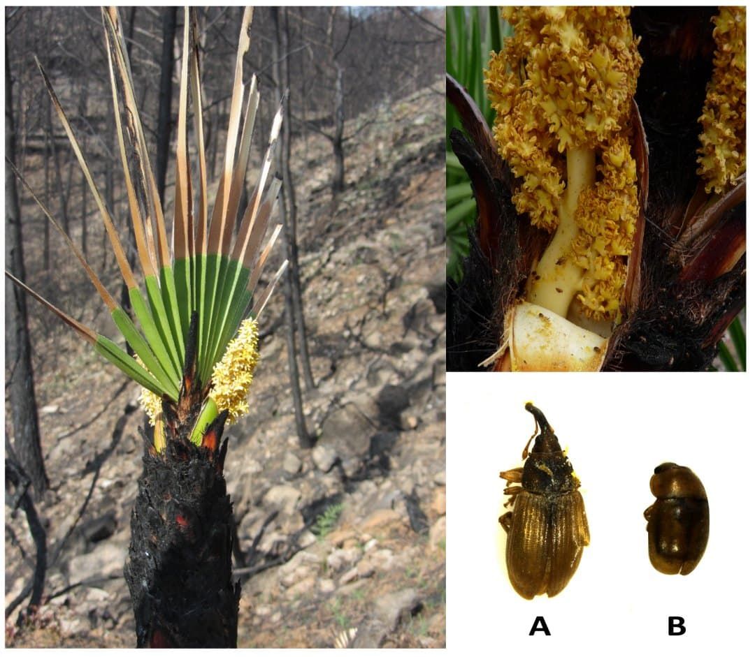 Pollination after a fire