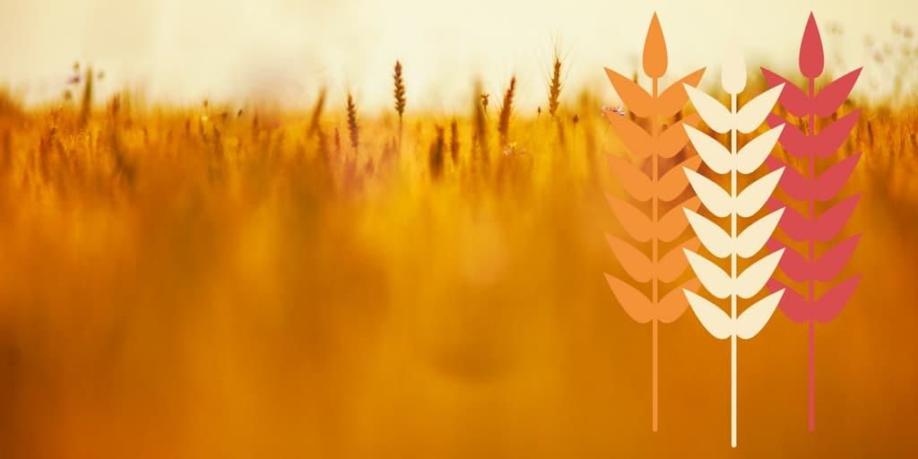 An attempt to illustrate the genetic potential in polyploidy