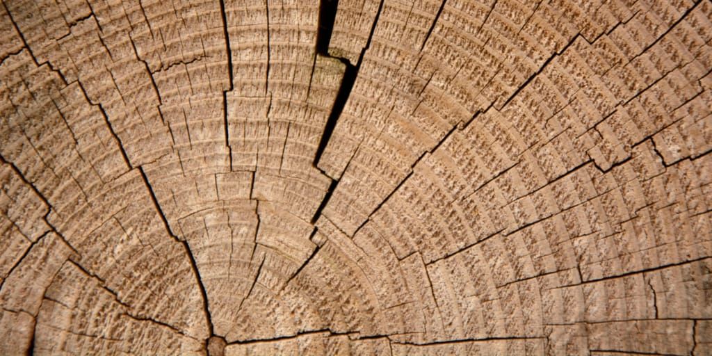 Tree rings