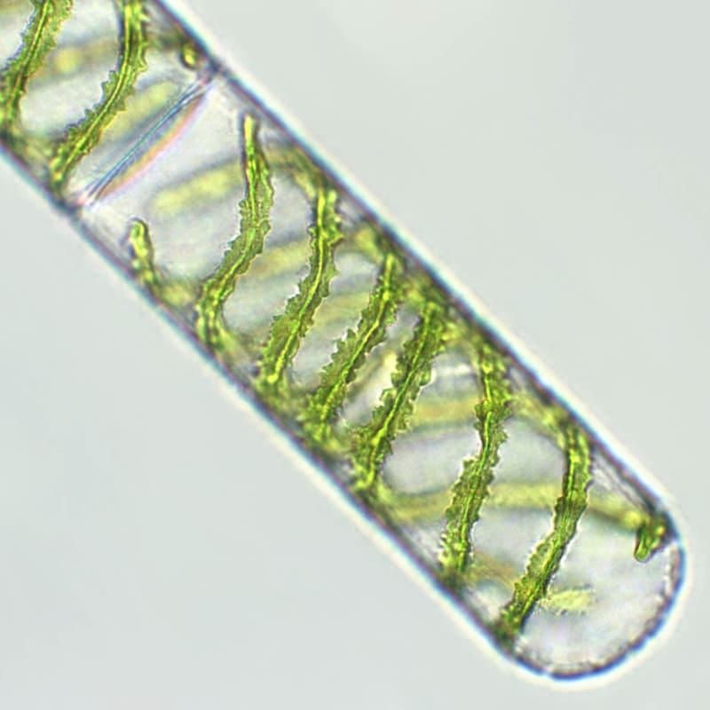 Algae under the microscope