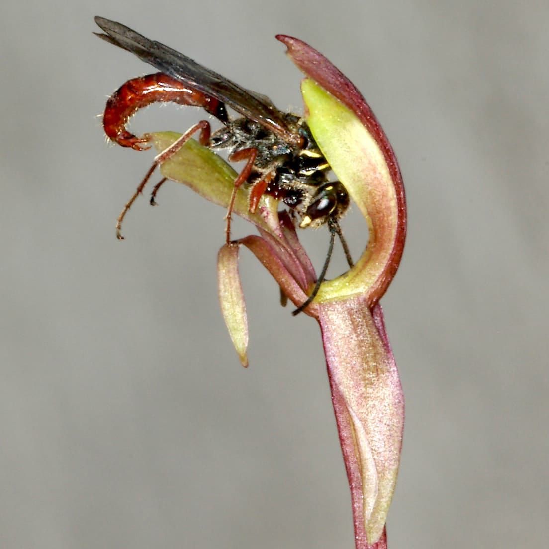 Chiloglottis trapeziformis with Neozeleboria cryptoides