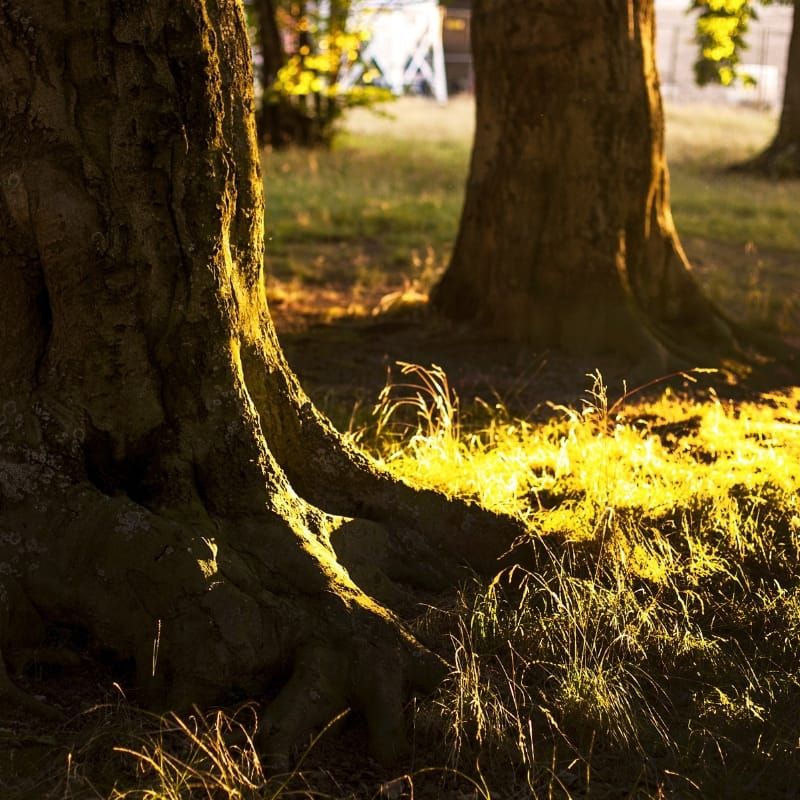 Tree roots