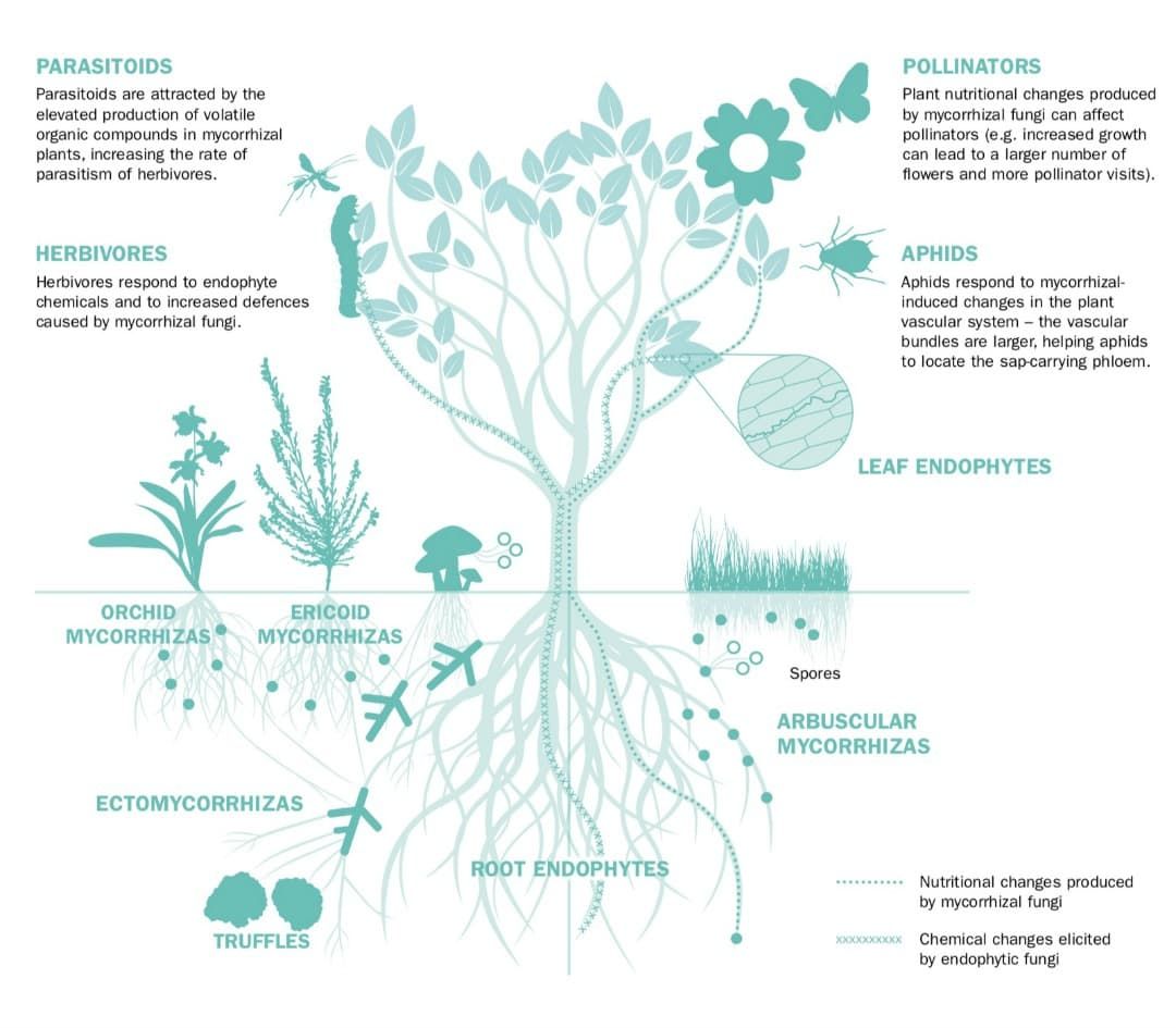 Plant-fungi interactions