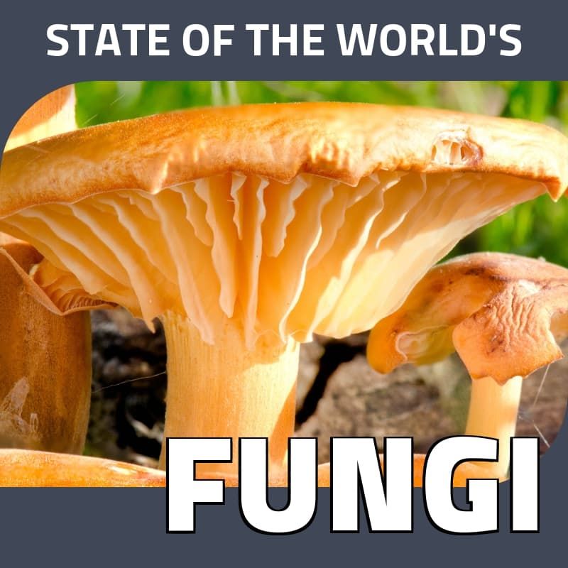 State of the World's Fungi