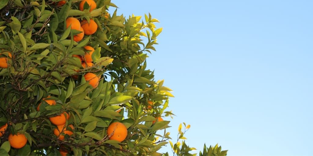 Genetic inhibition of flowering differs between juvenile and adult Citrus trees