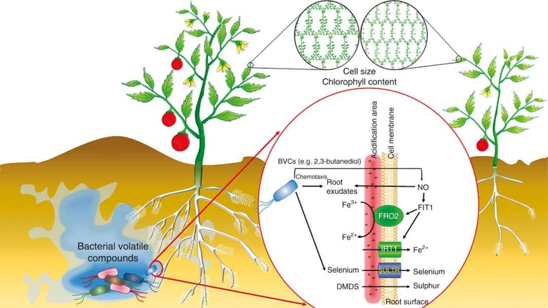 Bacterial volatiles improve plant growth and yield, leaf size, flower and fruit production, root proliferation, root hair for