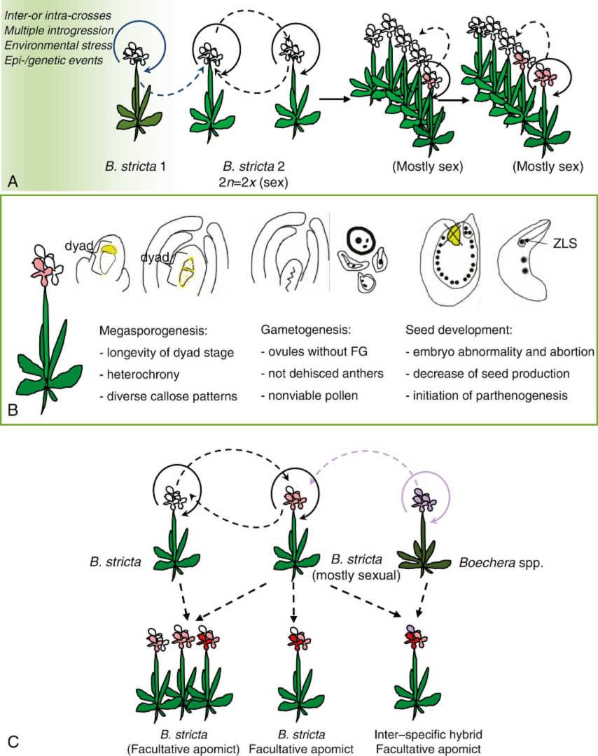 A conceptual model of events during reproduction of diploid B. stricta.