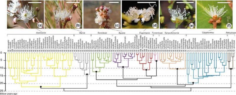 Floral similarity across the Myrcia phylogeny.