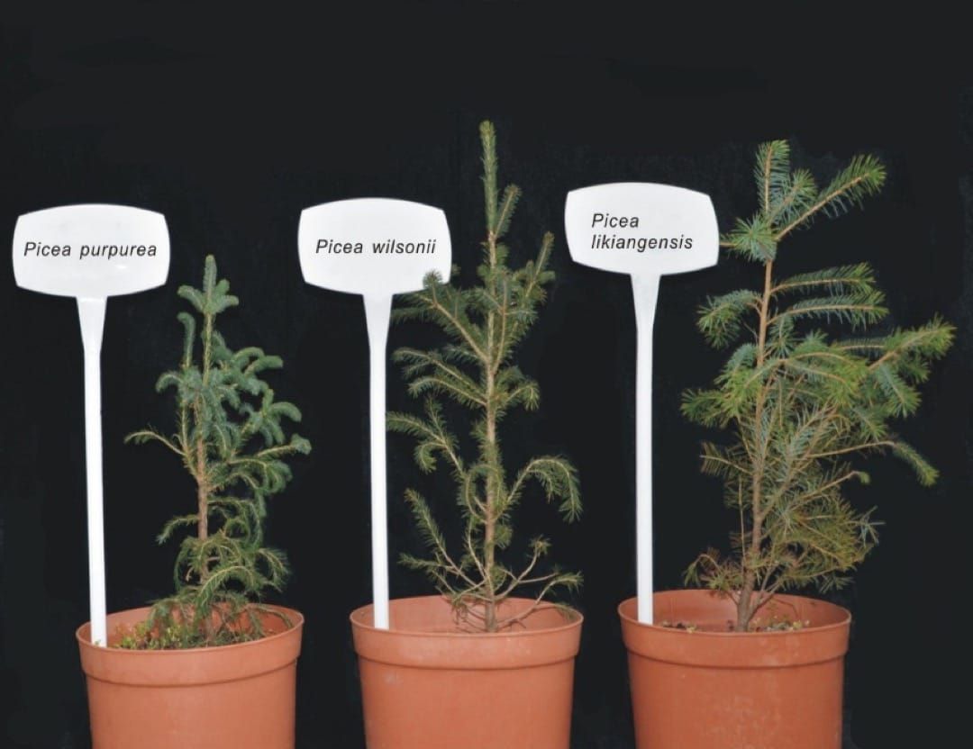 Seedlings of the species used in this study