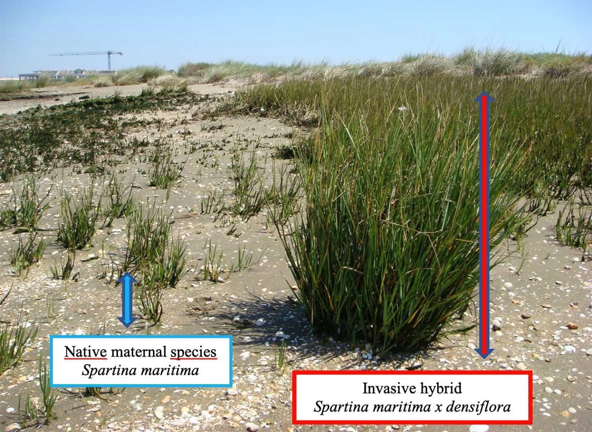 Parental species and its transgressive hybrid offspring