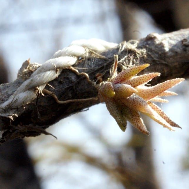 An epiphytic bromeliad used in the study