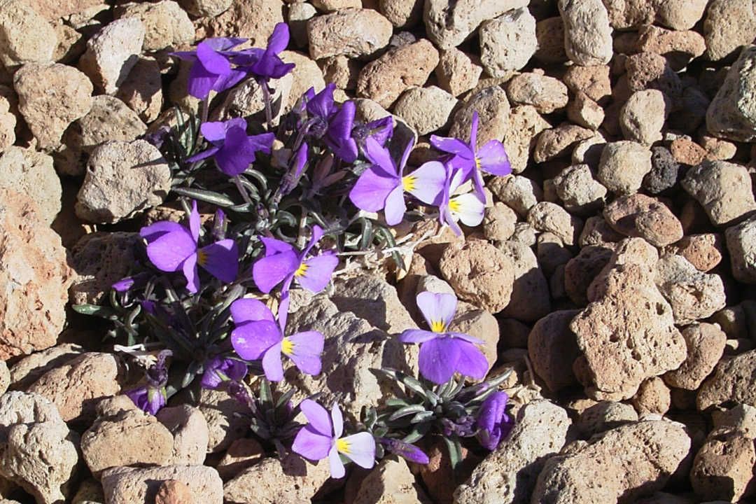 Viola cheiranthifolia