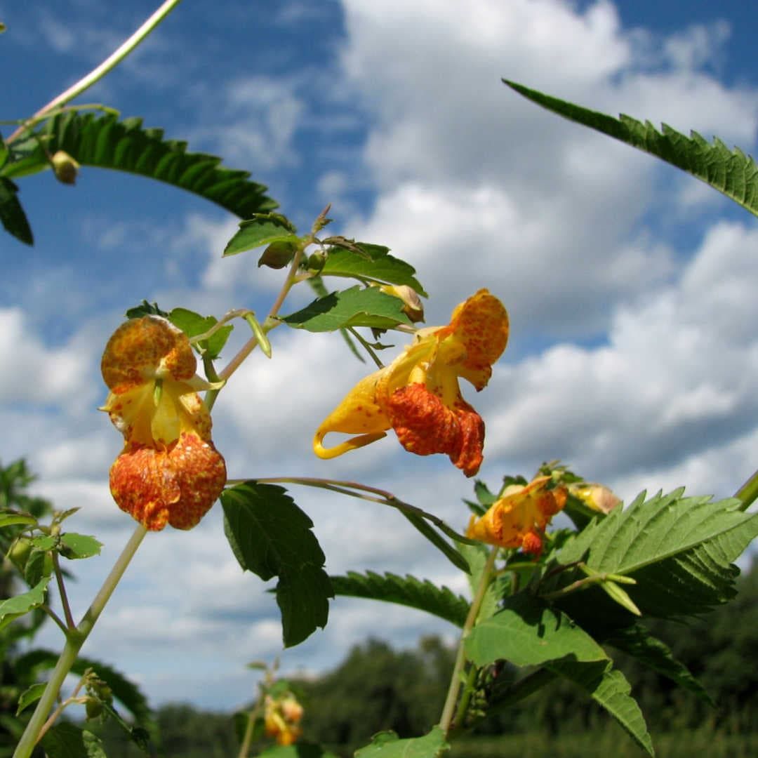 Impatiens capensis