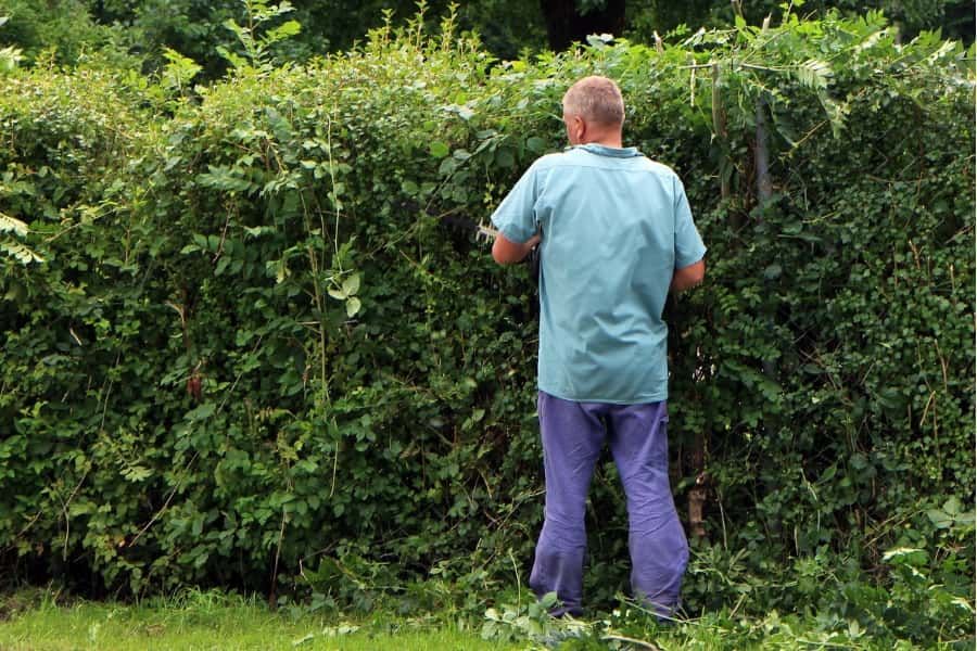 A gardener battling a hedge