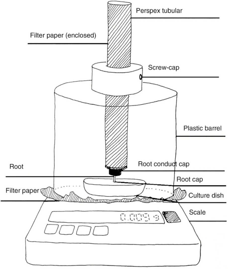 Sketch of the gadget for measuring mass (in grams) of roots of 3-day-old maize seedlings towards horizontal obstacles