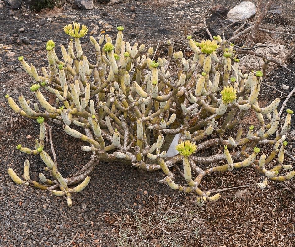Kleinia neriifolia