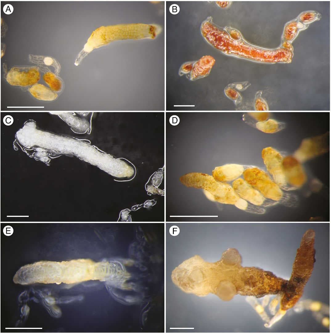 Representatives of in vitro grown seedlings of species used in this study.
