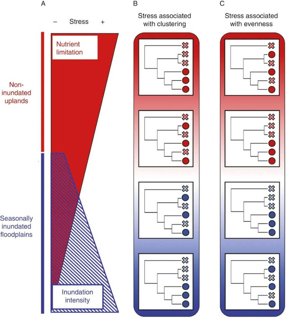 Physiological stress gradients can interact with evolutionary processes to mediate the phylogenetic composition of communitie