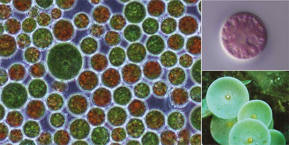 Algae with large plastomes