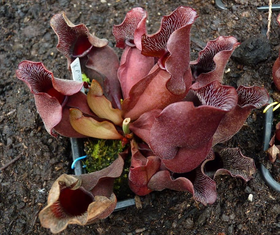 Sarracenia purpurea