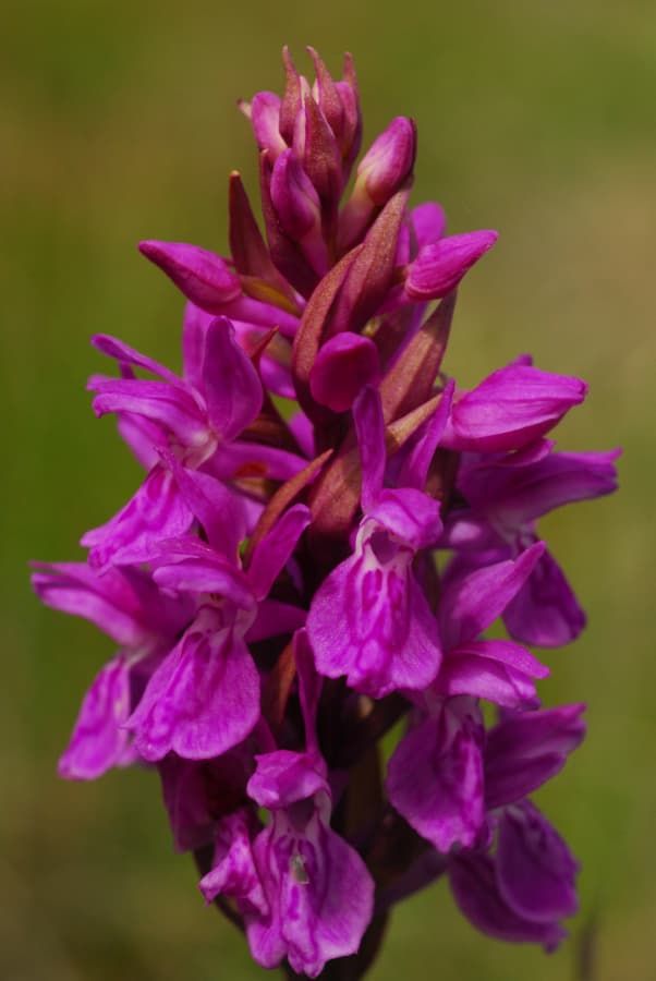 Multiple parallel dispersal events and mosaic genetic structure in Dactylorhiza
