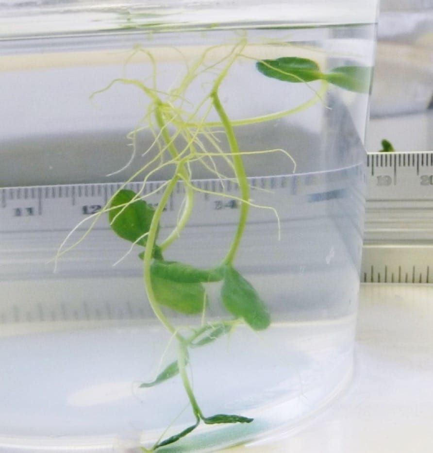 Underwater seedling of Genipa americana