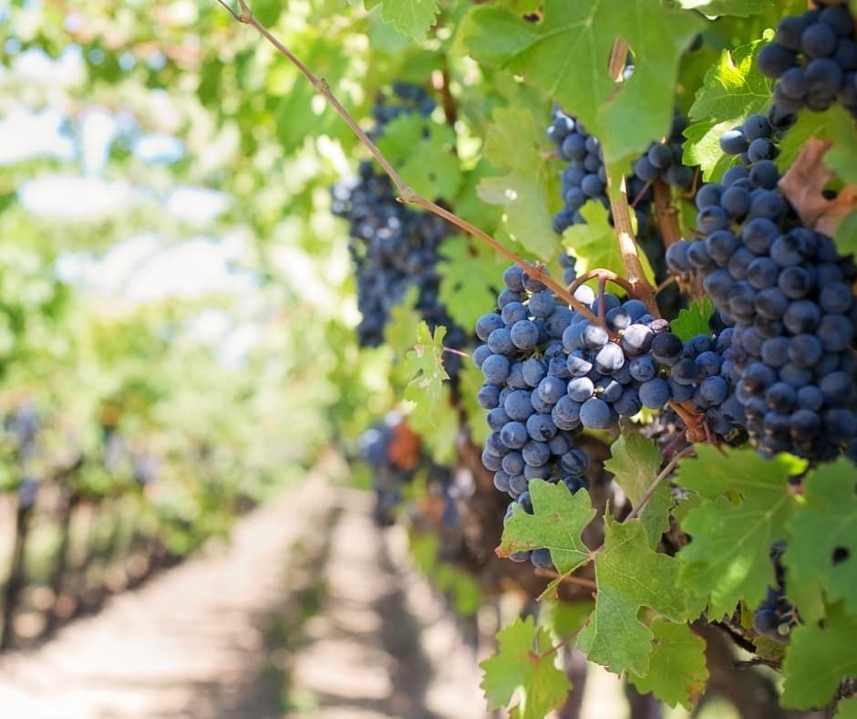 Grapes in the Napa Valley