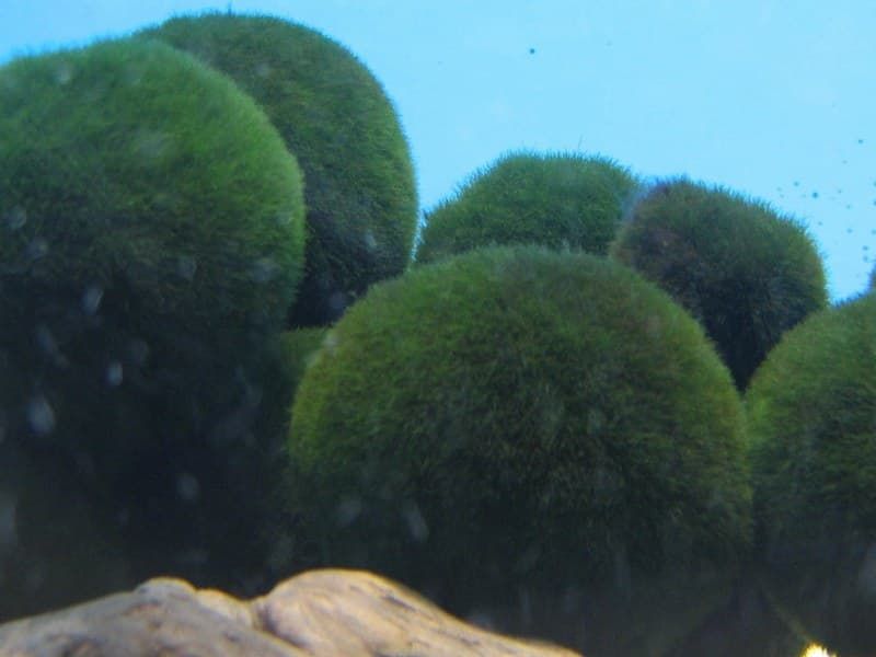 Marimo balls