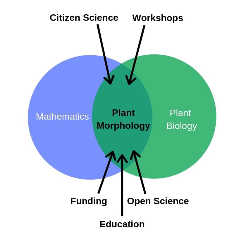 Cross-disciplinary research needed to unleash the potential of plant morphology