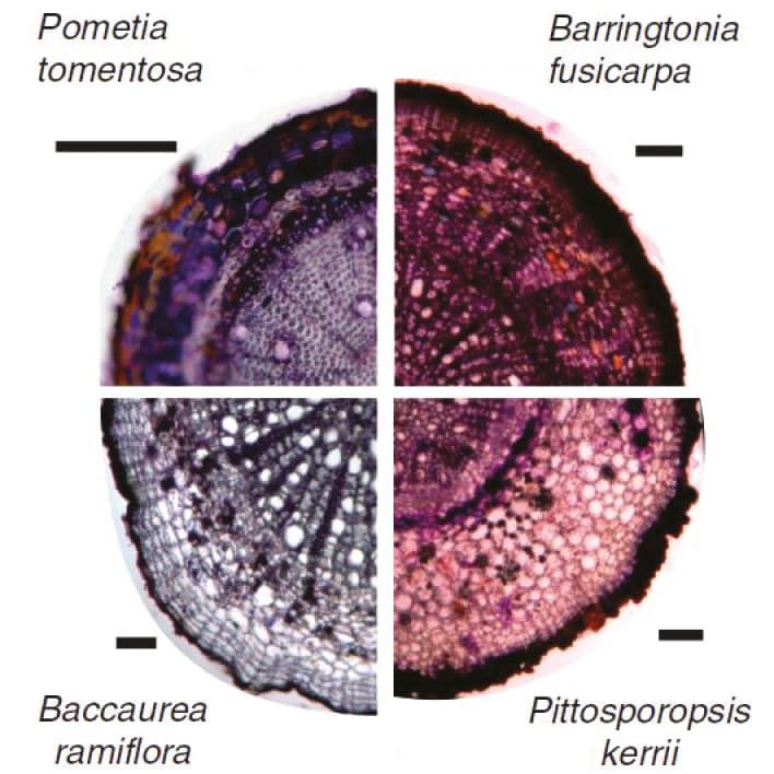 Cross sections of roots