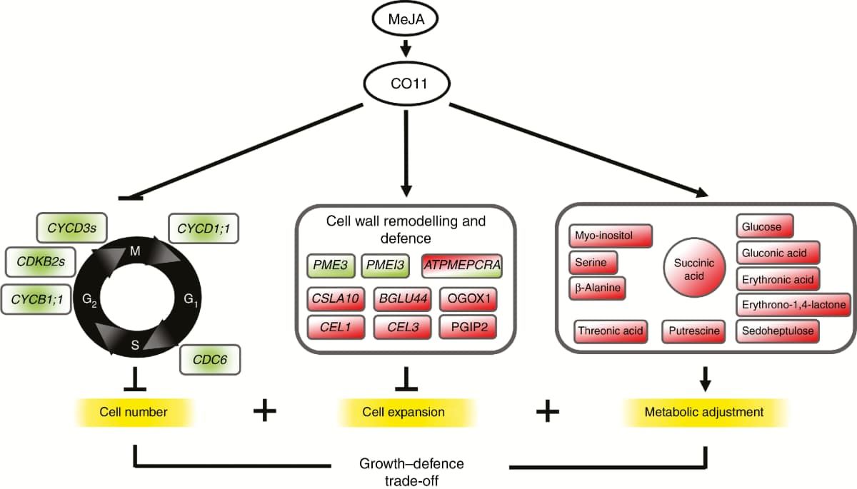 MeJA contributes to the regulation of the trade-off between defence mode and plant growth