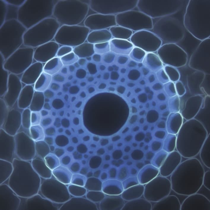 Root cells under the microscope