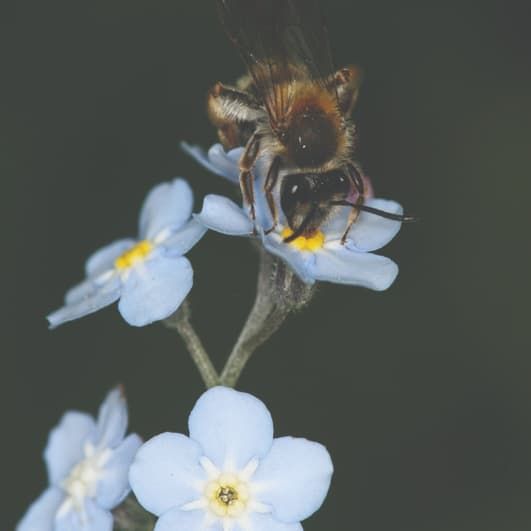 A bee on a flower