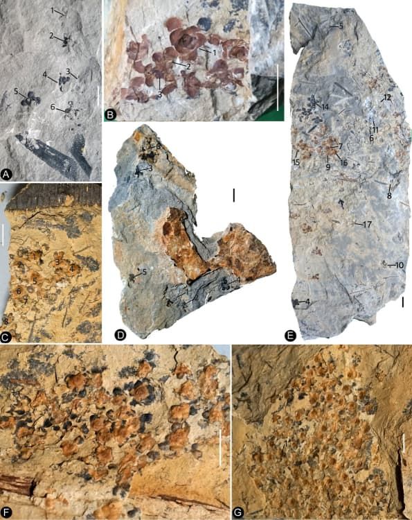 Siltstone slabs bearing Nanjinganthus