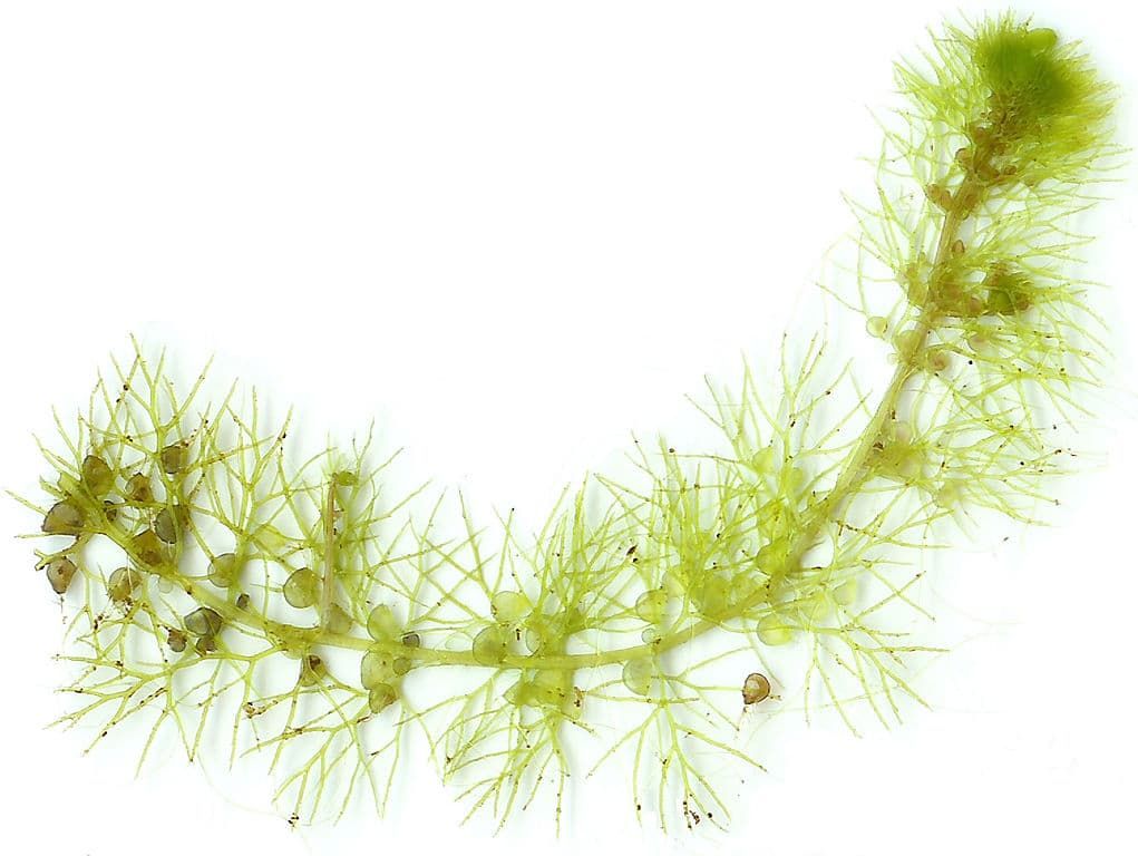 A stolon ofUtricularia vulgaris.