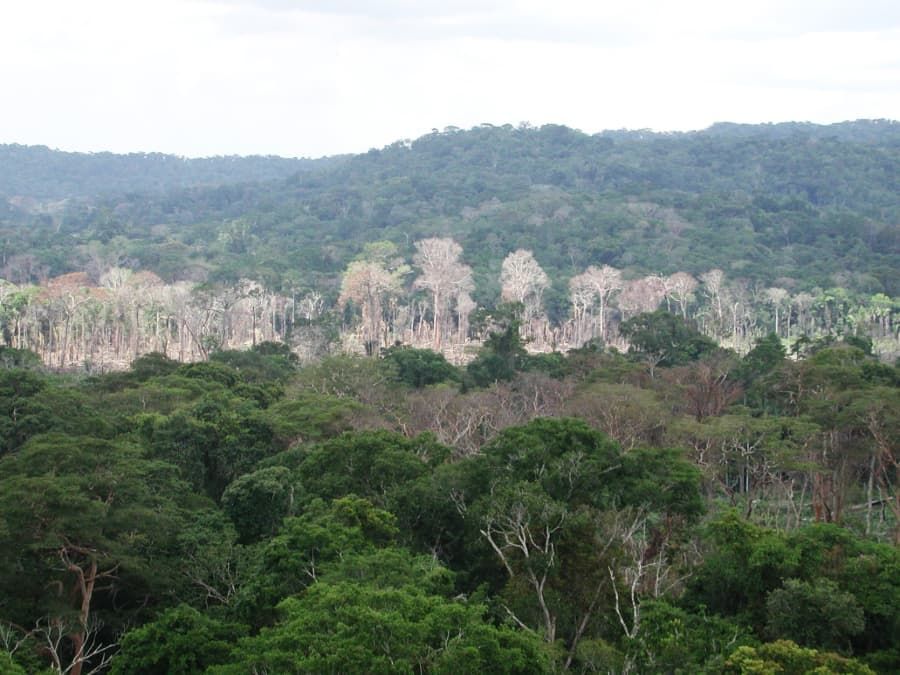 Dead trees in the Amazon
