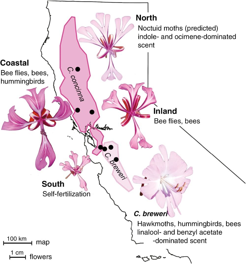 Geographic ranges, floral phenotypes and flower visitors of focal Clarkia taxa.
