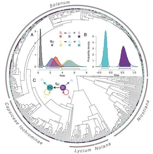 Phylogenetic relationships in the Solanaceae species